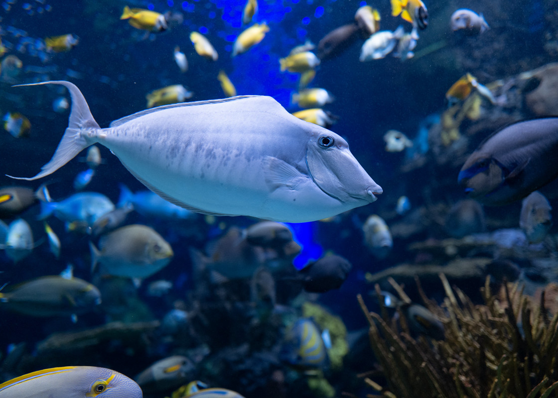 瑞普利水族馆